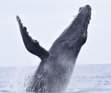 Whale tail necklace