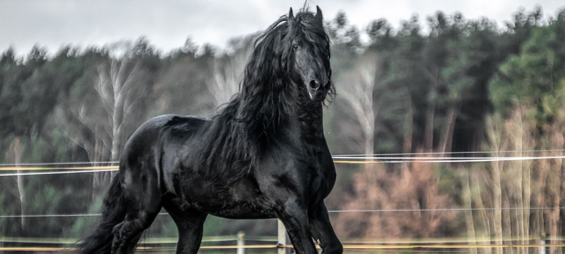 Friesian