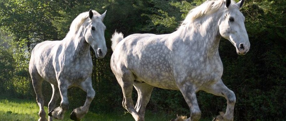 Percheron