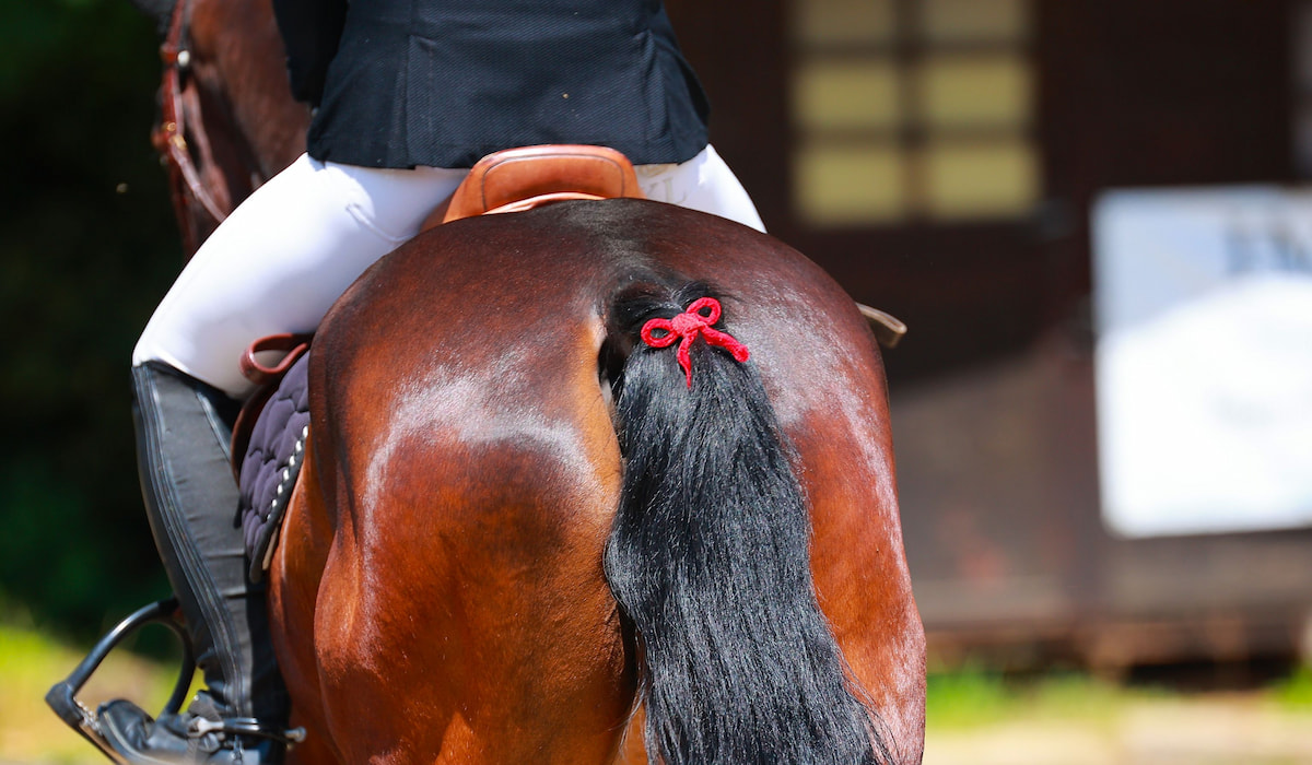 Tail Bows: What They Are and What They Mean