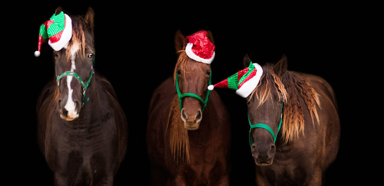 Top Holiday Gifts for Horse Lovers