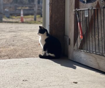 Working at a Horse Barn: Top 14 Tasks I Do at My Job