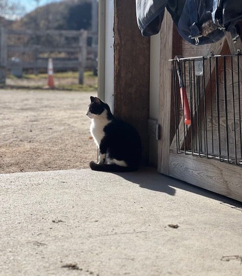 Working at a Horse Barn: Top 14 Tasks I Do at My Job